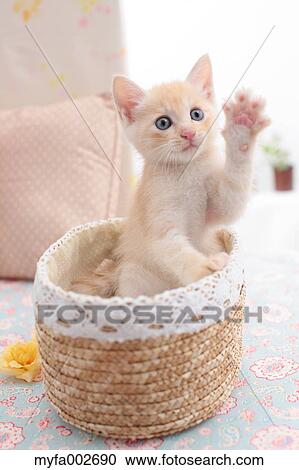 Kitten View Large Photo Image Stock Image - Kitten. Fotosearch