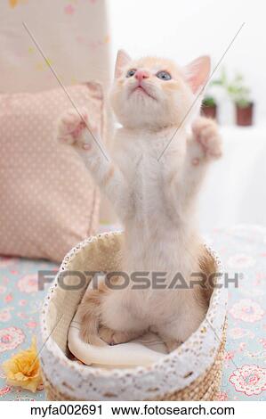 Kitten View Large Photo Image Stock Image - Kitten. Fotosearch
