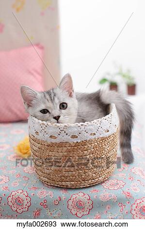 Kitten View Large Photo Image Stock Image - Kitten. Fotosearch