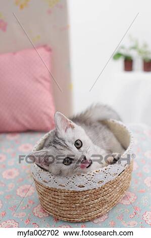 Kitten View Large Photo Image Stock Image - Kitten. Fotosearch
