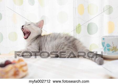 Stock Image - Kitten. Fotosearch