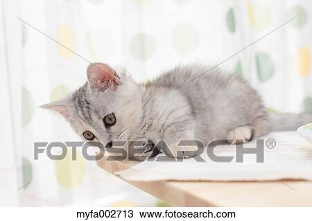 Kitten View Large Photo Image Stock Image - Kitten. Fotosearch
