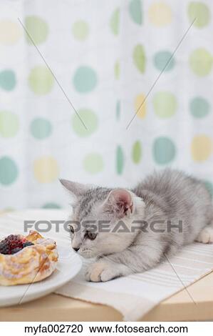 Kitten View Large Photo Image Stock Image - Kitten. Fotosearch