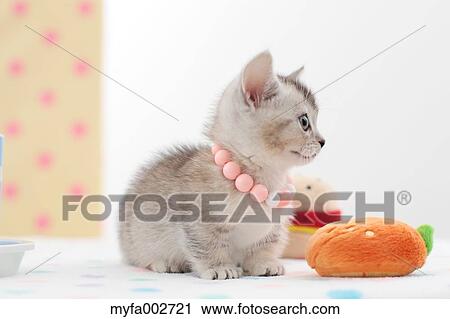 Kitten View Large Photo Image Stock Image - Kitten. Fotosearch