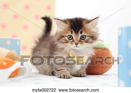 Stock Image - Kitten. Fotosearch