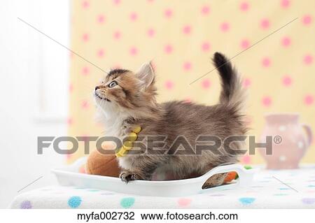 Kitten View Large Photo Image Stock Image - Kitten. Fotosearch