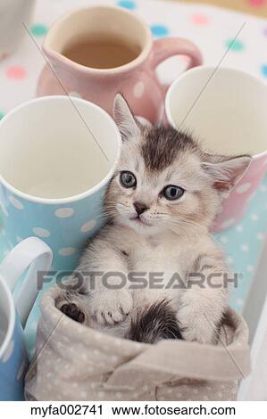 Stock Image - Kitten. Fotosearch