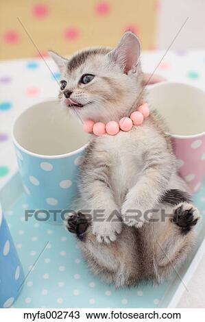 Kitten View Large Photo Image Stock Image - Kitten. Fotosearch