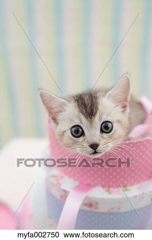 Kitten View Large Photo Image Stock Image - Kitten. Fotosearch