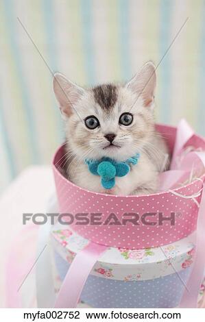Kitten View Large Photo Image Stock Image - Kitten. Fotosearch