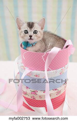 Stock Image - Kitten. Fotosearch