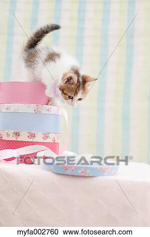 Stock Image - Kitten. Fotosearch