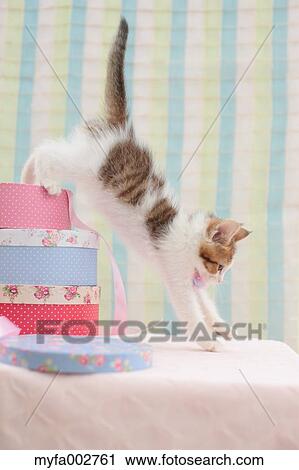 Stock Image - Kitten. Fotosearch