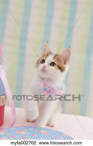 Kitten View Large Photo Image Stock Image - Kitten. Fotosearch