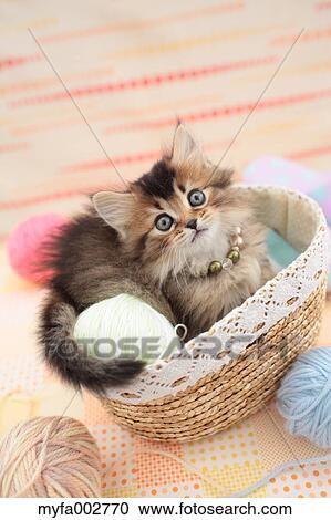 Kitten View Large Photo Image Stock Image - Kitten. Fotosearch