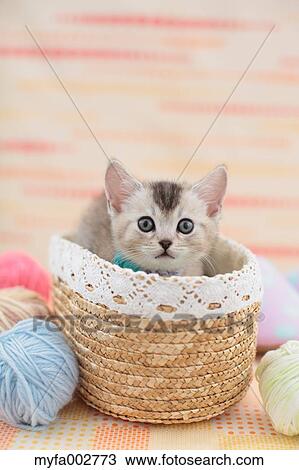 Kitten View Large Photo Image Stock Image - Kitten. Fotosearch