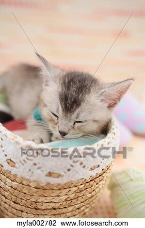 Kitten View Large Photo Image Stock Image - Kitten. Fotosearch