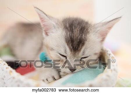 Stock Image - Kitten. Fotosearch