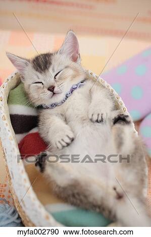 Kitten View Large Photo Image Stock Image - Kitten. Fotosearch