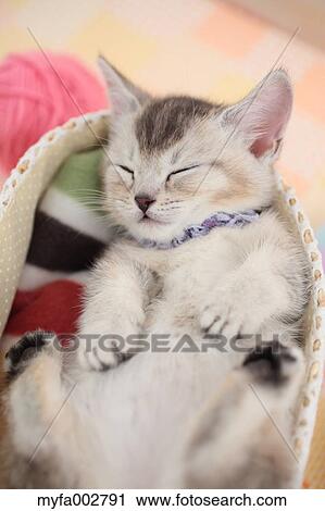 Kitten View Large Photo Image Stock Image - Kitten. Fotosearch