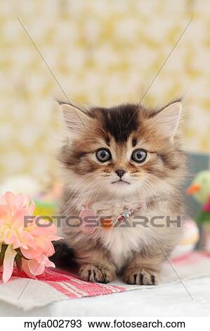 Stock Image - Kitten. Fotosearch