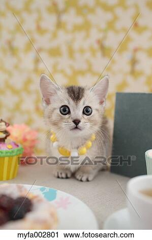 Kitten View Large Photo Image Stock Image - Kitten. Fotosearch