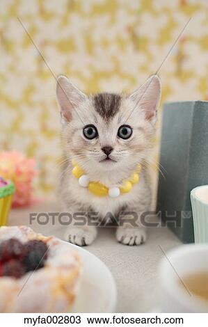 Kitten View Large Photo Image Stock Image - Kitten. Fotosearch