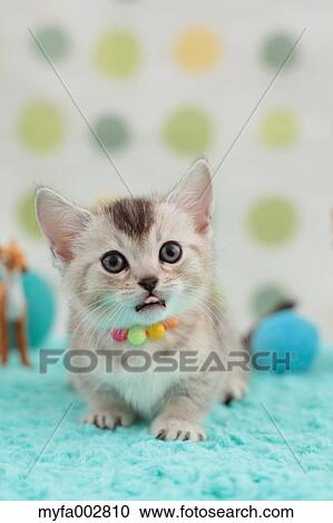 Stock Image - Kitten. Fotosearch