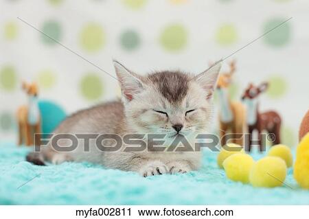 Kitten View Large Photo Image Stock Image - Kitten. Fotosearch