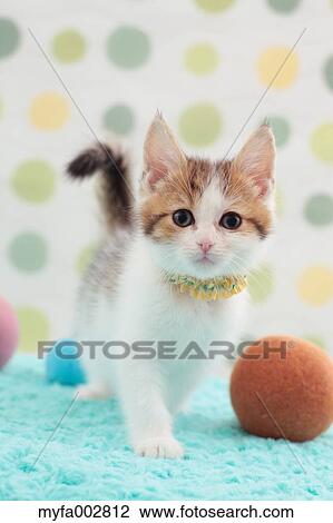 Stock Image - Kitten. Fotosearch