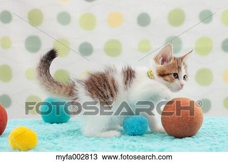 Stock Image - Kitten. Fotosearch