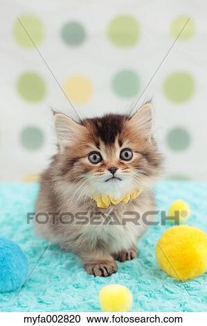 Kitten View Large Photo Image Stock Image - Kitten. Fotosearch