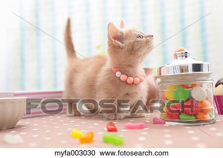 Stock Image - Kitten. Fotosearch
