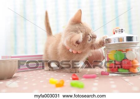 Stock Image - Kitten. Fotosearch