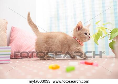 Kitten View Large Photo Image Stock Image - Kitten. Fotosearch