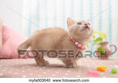 Kitten View Large Photo Image Stock Image - Kitten. Fotosearch