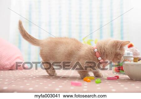 Kitten View Large Photo Image Stock Image - Kitten. Fotosearch