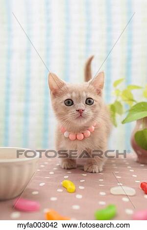 Kitten View Large Photo Image Stock Image - Kitten. Fotosearch