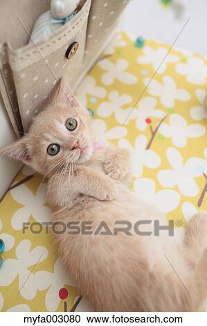 Kitten View Large Photo Image Stock Image - Kitten. Fotosearch
