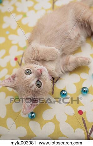 Kitten View Large Photo Image Stock Image - Kitten. Fotosearch