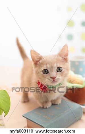 Kitten View Large Photo Image Stock Image - Kitten. Fotosearch