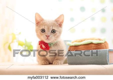 Kitten View Large Photo Image Stock Image - Kitten. Fotosearch