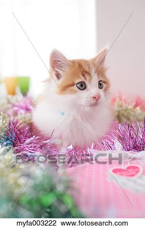 Kitten View Large Photo Image Stock Image - Kitten. Fotosearch