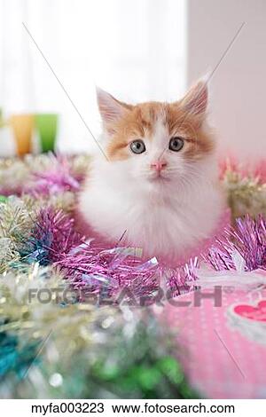 Kitten View Large Photo Image Stock Image - Kitten. Fotosearch