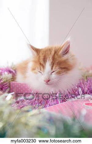 Kitten View Large Photo Image Stock Image - Kitten. Fotosearch