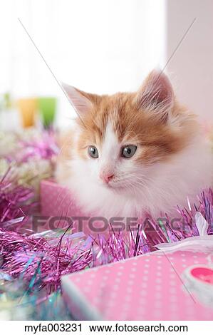 Kitten View Large Photo Image Stock Image - Kitten. Fotosearch