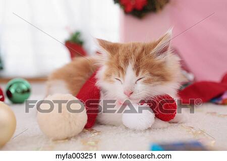 Stock Image - Kitten. Fotosearch