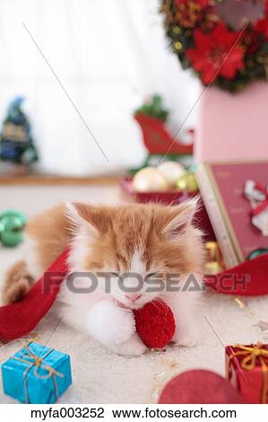 Kitten View Large Photo Image Stock Image - Kitten. Fotosearch