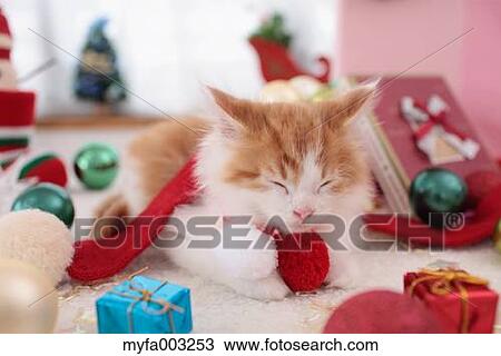 Stock Image - Kitten. Fotosearch