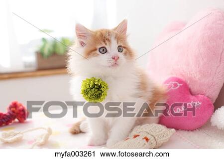 Kitten View Large Photo Image Stock Image - Kitten. Fotosearch